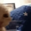 Gatos que viraram Memes 🐈😁 9