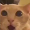 GATITOS 🐱❤️🥰 13