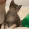Gatitos lindos 3.0 - anubiss 23