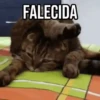 GIFs Pets Fofos Memes 🐾 16