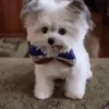 GIFs de Cachorros Reações 🐶 23