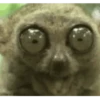 Funny Animals 13