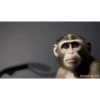 Macaco fumando 9