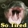Funny Animals 14