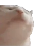 Gatos para el chat 🐱🤣 9