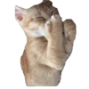 Meme Kucing Viral 🐱 22
