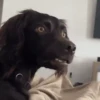 GIFs de Cachorros Reações 🐶 12