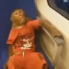 Monos changuitos 2 🦧🐒🦍 24