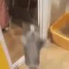 Gatos que viraram Memes 🐈😁 14