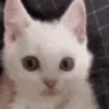 Gatinhos 🐾🐾🐾🐾🐾🐾 14