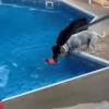 Funny memes 🐶🐱 9