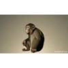 Macaco fumando 14