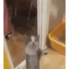 🙀GIF-s CAT-s-GATO-s😿 9