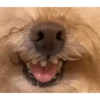 DogsFOFOS 17