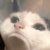 🌈🐈‍⬛✨️Gatos Funny Mood✨️🐈‍⬛🌈 27