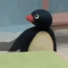 Pingu 13