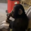 Monky amigos oficial 🐵 11