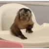 BICHINHOS FOFOS 13