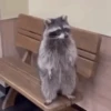 Guaxinim Fofo GIFs 🦝 7