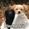Perritos con Frases V.1🐶 7