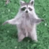 Guaxinim Fofo GIFs 🦝 13
