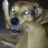 Memes de Cachorro engraçado 29