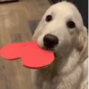 GIFs de Cachorros Reações 🐶 22