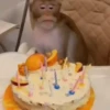 🐒 Monos divertidos random 🐒🐒 5