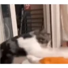 PeTs👀 6