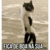GIFs Pets Fofos Memes 🐾 18