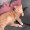 Gatitos lindos 3.0 - anubiss 15