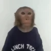 🐒 Monos divertidos random 🐒🐒 10