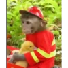 Monos Videos 2 8