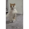 Gato bailando 8