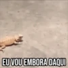 GIFs Pets Fofos Memes 🐾 23