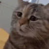 Cat Meme 2025 11