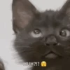 Meme Kucing Viral 🐱 28