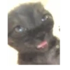 Chikiliodas.gif 7