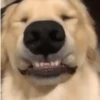 GIFs de Cachorros Reações 🐶 15