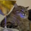 GATITOS 🐱❤️🥰 25