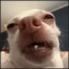 🐾⋆Perros|Dogs|Perritos🐾° 7