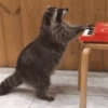 Guaxinim Fofo GIFs 🦝 17