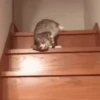 Gatos malucos 😂🐈 5