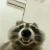 Guaxinim Fofo GIFs 🦝 6
