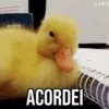 GIFs Pets Fofos Memes 🐾 14