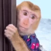 एनिमेटेड नन्हे बंदर 🐵 9