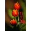 MARIPOSAS ANIMADAS 25