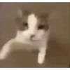 Todo mundo tá usando 🔥 14