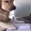 Little animals 🐕 22