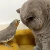 🐱 Gatitos 🐱💛 9